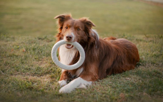Established Business in Growing Pet Care Service  Established Business in Growing Pet Care Service