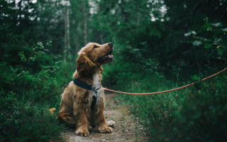 Established Pet Care Business Established Pet Care Business