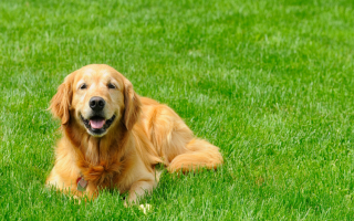 Established Organic Lawn Care & Pest Control