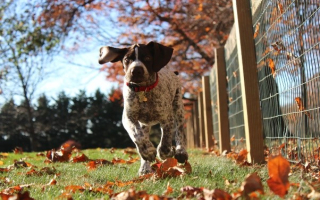 Petcare with High Repeat Clients Petcare with High Repeat Clients
