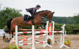 N2222 50+ Year Old Hunter & Jumper Equestrian Specialty Retailer N2222 50+ Year Old Hunter & Jumper Equestrian Specialty Retailer