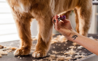 Popular Pet Spa & Grooming Service