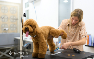 Established Pet Grooming Business with Recurring 