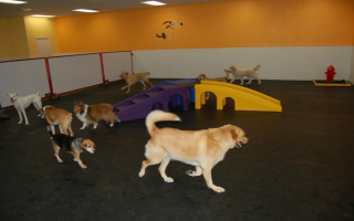 Fully Booked, High-End Dog Daycare
