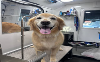 Successful Mobile Pet Grooming Business Successful Mobile Pet Grooming Business