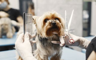 Dog Grooming - Established Salon for Sale