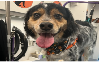 Mobile Pet Grooming Business 