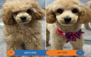 Mobile Pet Grooming Business 