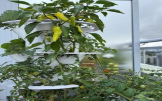 Turnkey Vertical Garden With Rapid Scale Potential