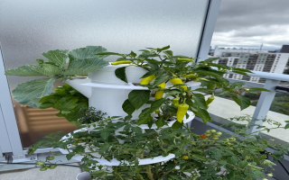 Turnkey Vertical Garden With Rapid Scale Potential