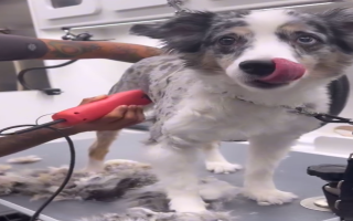 Growing Mobile Pet Grooming Business