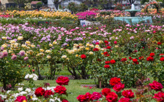 Garden Ctr./Nursery/Real Estate