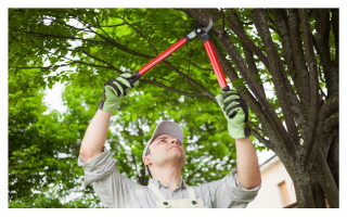 Profitable Tree Care & Landscaping Business