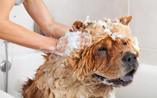 Totally Remodeled Dog Grooming Spa $100K Upgrades