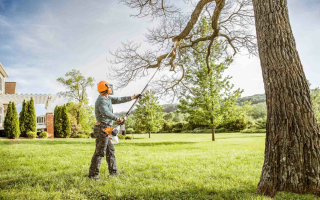 Highly Regarded Tree Service in Palm Beach
