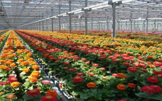 Greenhouse Wholesaler