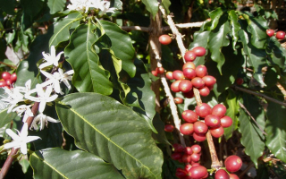 Turnkey Kona Coffee Farm & Brand – Multi-Generational Legacy with Historic Mill