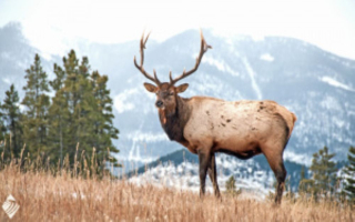 Wild Game Processing: Work the 5 Month Season