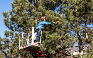 Tree Trimming & Removal and Hedge Care