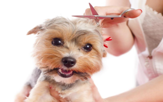 Dog Grooming Business in Nassau County