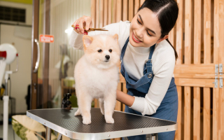Turnkey Pet Grooming Business with Personalized 