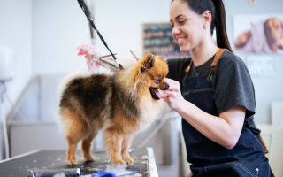 Turnkey Award-Winning Boutique Pet Grooming Salon Turnkey Award-Winning Boutique Pet Grooming Salon