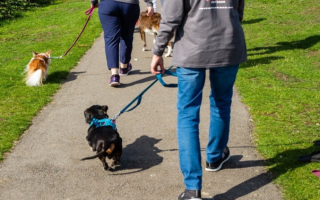 Successful Dog Walking and Pet Sitting Business