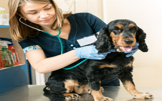 Successful Dog Walking and Pet Sitting Business