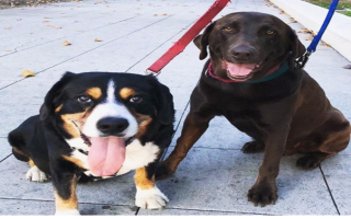 Successful Dog Walking and Pet Sitting Business