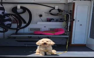 Well-Established Mobile Pet Grooming Business 