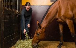 South Florida Equestrian Feed Distribution Company South Florida Equestrian Feed Distribution Company