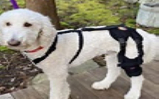 Scalable,Relocatable Pet Orthopedics Scalable,Relocatable Pet Orthopedics