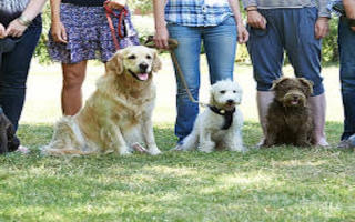 Twin Cities Dog Training Business for sale