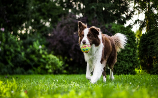 Turnkey Profitable Dog Training Business 