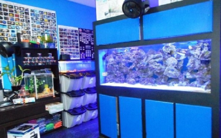 Profitable Aquarium Maintenance Company – Est.