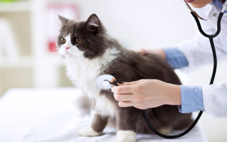 Thriving, Turnkey Veterinary Practice, Building Included