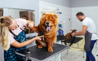 N2232 20-Year Pet Grooming Business