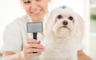 Pet Grooming Business