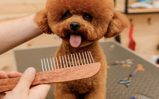 Pet Grooming & Retail Business – Recurring Revenue – West Michigan