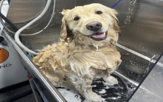 2 Van Mobile Pet Grooming Business  