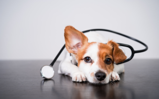 Established Veterinary Clinic w/ Loyal Client Base