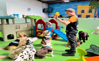 Doggie Day Care Facility For Sale
