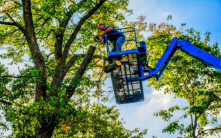 Tree Service & Snow Removal