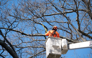 Established Tree Service Co. — Salt Lake County | $285K SDE | Commercial Book