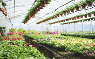 Established Retail Garden Center - Upstate South Carolina