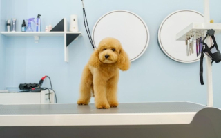 Established Pet Grooming & Boarding Facility