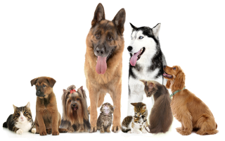 Dog Cat Supplement Business $12,500  