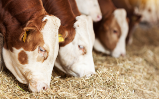 Thriving Feed, Farm and Ranch Supply Store 