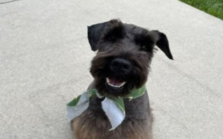 Semi-Absentee Pet Grooming Spa (SBA Pre-Qualified) Semi-Absentee Pet Grooming Spa (SBA Pre-Qualified)