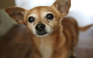 Semi-Absentee Pet Grooming Spa (SBA Pre-Qualified)